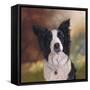 Collie Perdy-Karie-Ann Cooper-Framed Stretched Canvas