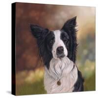 Collie Perdy-Karie-Ann Cooper-Stretched Canvas