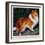 "Collie," September 11, 1943-Rutherford Boyd-Framed Giclee Print