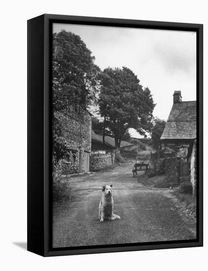 Collie Sheepdog Sitting in Road Leading Up Toward Castle Farm Owned by Beatrix Potter-George Rodger-Framed Stretched Canvas