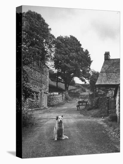 Collie Sheepdog Sitting in Road Leading Up Toward Castle Farm Owned by Beatrix Potter-George Rodger-Stretched Canvas