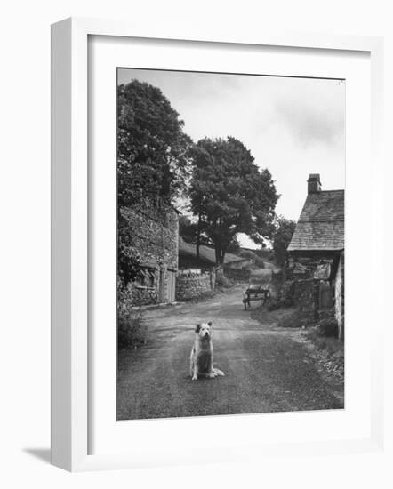 Collie Sheepdog Sitting in Road Leading Up Toward Castle Farm Owned by Beatrix Potter-George Rodger-Framed Photographic Print