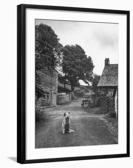 Collie Sheepdog Sitting in Road Leading Up Toward Castle Farm Owned by Beatrix Potter-George Rodger-Framed Photographic Print