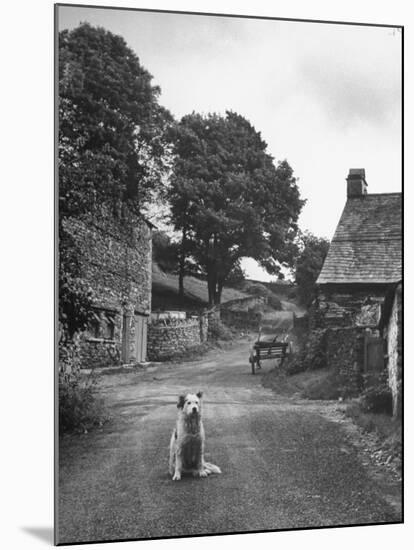 Collie Sheepdog Sitting in Road Leading Up Toward Castle Farm Owned by Beatrix Potter-George Rodger-Mounted Photographic Print