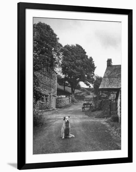 Collie Sheepdog Sitting in Road Leading Up Toward Castle Farm Owned by Beatrix Potter-George Rodger-Framed Photographic Print