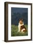 Collie Sitting in a Meadow-DLILLC-Framed Photographic Print