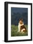 Collie Sitting in a Meadow-DLILLC-Framed Photographic Print