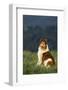 Collie Sitting in a Meadow-DLILLC-Framed Photographic Print