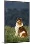 Collie Sitting in a Meadow-DLILLC-Mounted Photographic Print