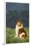 Collie Sitting in a Meadow-DLILLC-Framed Photographic Print
