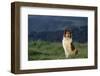 Collie Sitting in Field-DLILLC-Framed Photographic Print