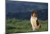 Collie Sitting in Field-DLILLC-Mounted Photographic Print