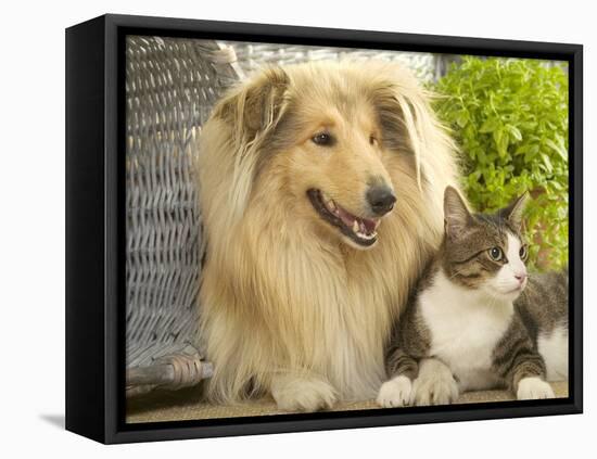 Collie Sitting with Tabby and White Cat-null-Framed Stretched Canvas