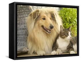 Collie Sitting with Tabby and White Cat-null-Framed Stretched Canvas