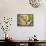 Collie Sitting with Tabby and White Cat-null-Framed Stretched Canvas displayed on a wall