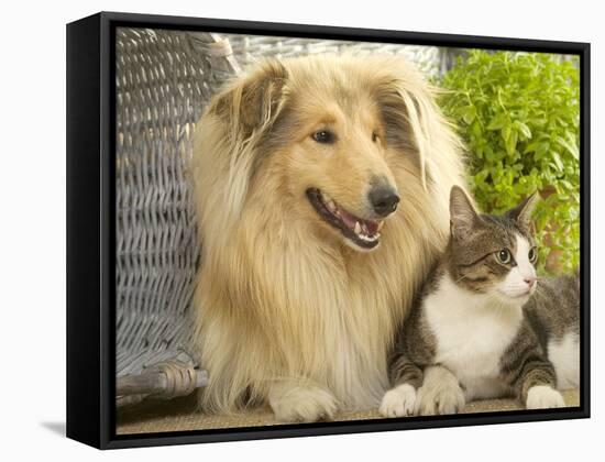 Collie Sitting with Tabby and White Cat-null-Framed Stretched Canvas