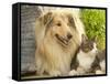 Collie Sitting with Tabby and White Cat-null-Framed Stretched Canvas