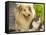 Collie Sitting with Tabby and White Cat-null-Framed Stretched Canvas