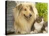 Collie Sitting with Tabby and White Cat-null-Stretched Canvas