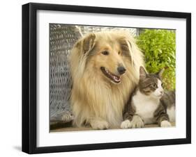 Collie Sitting with Tabby and White Cat-null-Framed Photographic Print