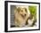 Collie Sitting with Tabby and White Cat-null-Framed Photographic Print