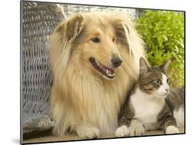 Collie Sitting with Tabby and White Cat-null-Mounted Photographic Print