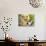 Collie Sitting with Tabby and White Cat-null-Photographic Print displayed on a wall