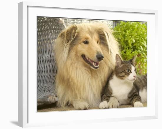 Collie Sitting with Tabby and White Cat-null-Framed Photographic Print