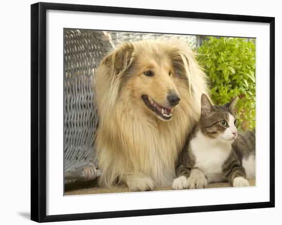 Collie Sitting with Tabby and White Cat-null-Framed Photographic Print