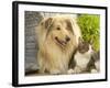 Collie Sitting with Tabby and White Cat-null-Framed Photographic Print