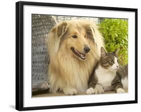 Collie Sitting with Tabby and White Cat-null-Framed Photographic Print