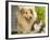 Collie Sitting with Tabby and White Cat-null-Framed Photographic Print