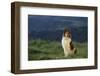 Collie Standing in a Meadow-DLILLC-Framed Photographic Print
