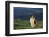 Collie Standing in a Meadow-DLILLC-Framed Photographic Print