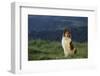 Collie Standing in a Meadow-DLILLC-Framed Photographic Print