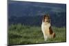 Collie Standing in a Meadow-DLILLC-Mounted Photographic Print