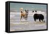 Collie (Welsh Collie) and Border Collie in Surf-null-Framed Stretched Canvas