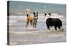 Collie (Welsh Collie) and Border Collie in Surf-null-Stretched Canvas