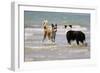 Collie (Welsh Collie) and Border Collie in Surf-null-Framed Photographic Print