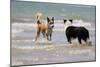 Collie (Welsh Collie) and Border Collie in Surf-null-Mounted Photographic Print