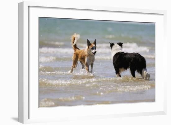 Collie (Welsh Collie) and Border Collie in Surf-null-Framed Photographic Print