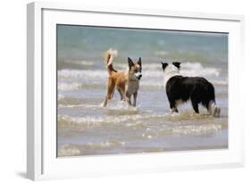 Collie (Welsh Collie) and Border Collie in Surf-null-Framed Photographic Print