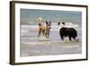 Collie (Welsh Collie) and Border Collie in Surf-null-Framed Photographic Print
