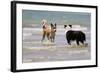 Collie (Welsh Collie) and Border Collie in Surf-null-Framed Photographic Print