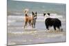 Collie (Welsh Collie) and Border Collie in Surf-null-Mounted Photographic Print