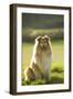 Collie-null-Framed Photographic Print