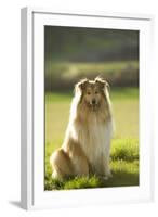 Collie-null-Framed Photographic Print