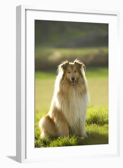 Collie-null-Framed Photographic Print