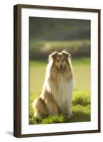 Collie-null-Framed Photographic Print