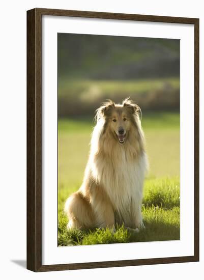 Collie-null-Framed Photographic Print